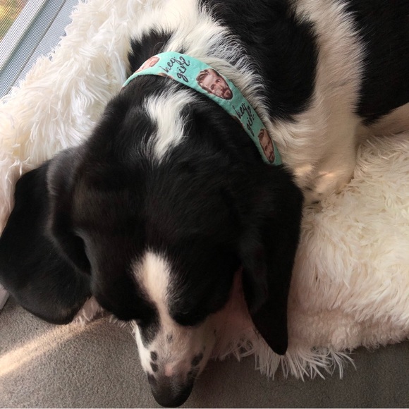 Dog collar: Ryan Gosling ‘Hey Girl’ novelty dog collar - fits 10”- 16” neck - Picture 12 of 14